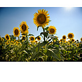   Sunflowers, Sunflower Field, Sunflower Blossom