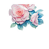   Rose, Illustration, Aquarell