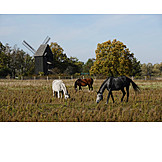   Pasture, Horses, Windmill