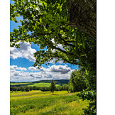   Tree, Meadow, Upper Lusatia