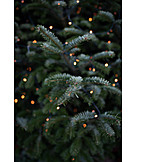   Christmas Tree, Christmas Lights, Christmas