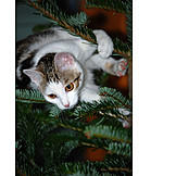   Cat, Christmas Tree