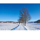   Footpath, Winter, Snow, Tree Series