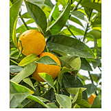   Oranges, Orange Tree