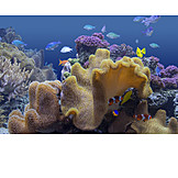   Underwater, Coral, Fish