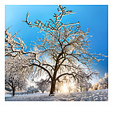   Tree, Winter, Snow