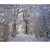   Footpath, Winter, Winter Forest