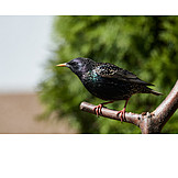   Star, Common starling
