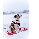   Schnee, Hund, Schlitten