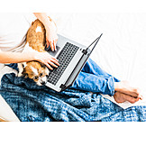   Zuhause, Hund, Laptop, Online