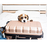   Hund, Reisekoffer
