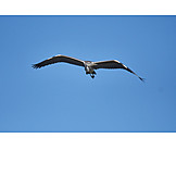   Flight, Gray heron