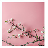   Cherry blossom, Spring