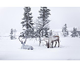   Snow, Reindeer