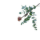   Rose, Eucalyptus