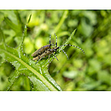   Mating, Longhorn Beetle