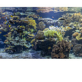   Underwater, Coral Reef, Saltwater, Fish