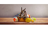   Easter, Rabbit, Easter Basket
