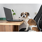   Dog, Laptop, Desk