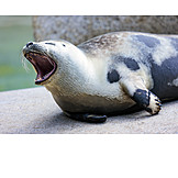  Snout, Seal