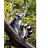   Ring tailed lemur