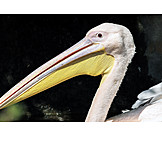   Pelican