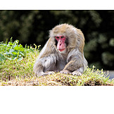   Japanese macaque