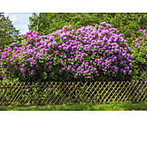   Garden, Garden Fence, Rhododendron Flower