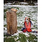   Winter, Dog, Heat, Blanket
