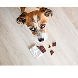   Dog, Chocolate, Toxic