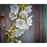   Cherry Blossom, Twig, Spring