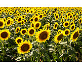   Sunflower, Sunflower Field