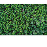   Forest, Aerial View, Treetop