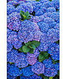   Blau, Hortensie, Hortensienblüte