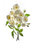   Blüten, Wildrose