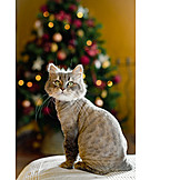   Cat, Christmas Tree