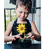   Boy, Sunflower, Planting, Gardening