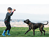   Child, Dog, Playing, Ball, American Pit Bull Terrier