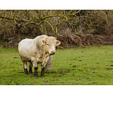   Cow, Pasture