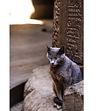   Katze, ägypten