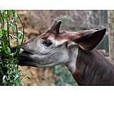   Okapi