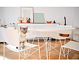   Home, Cat, Dining Room