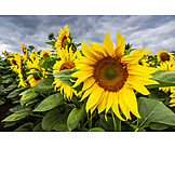   Sunflower, Sunflower Field, Sunflower Blossom