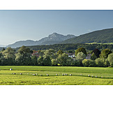   Wiese, Störche, Berchtesgadener Land