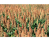   Agriculture, Outbuilding, Sorghum