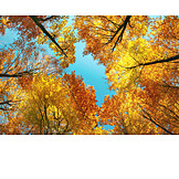   Trees, Treetop, Autumn Colors