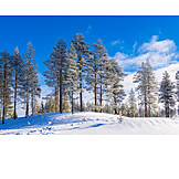   Winter, Nadelbaum, Schnee