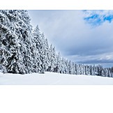   Winter, Schnee, Nadelwald, Thüringer Wald