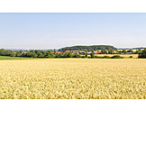   Landwirtschaft, Weizenfeld, Hohenlohekreis