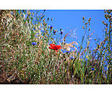   Meadow, Poppy Flower